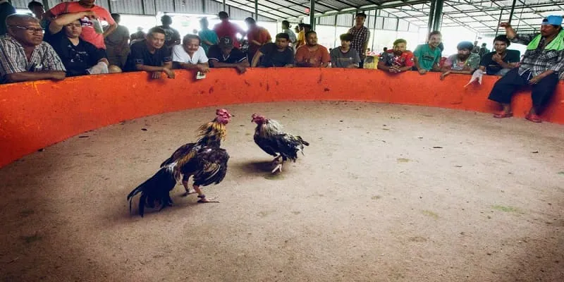 Những điểm nổi bật của chuyên mục đá gà BJ88