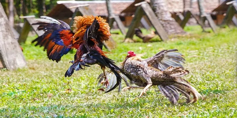 Vì sao đá gà BJ88 thu hút được cộng đồng người chơi?